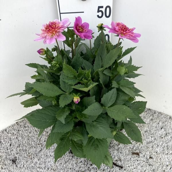 Dahlia Hybrid 'Maxi Rose Anemone', DALINA®, rosa, D 23