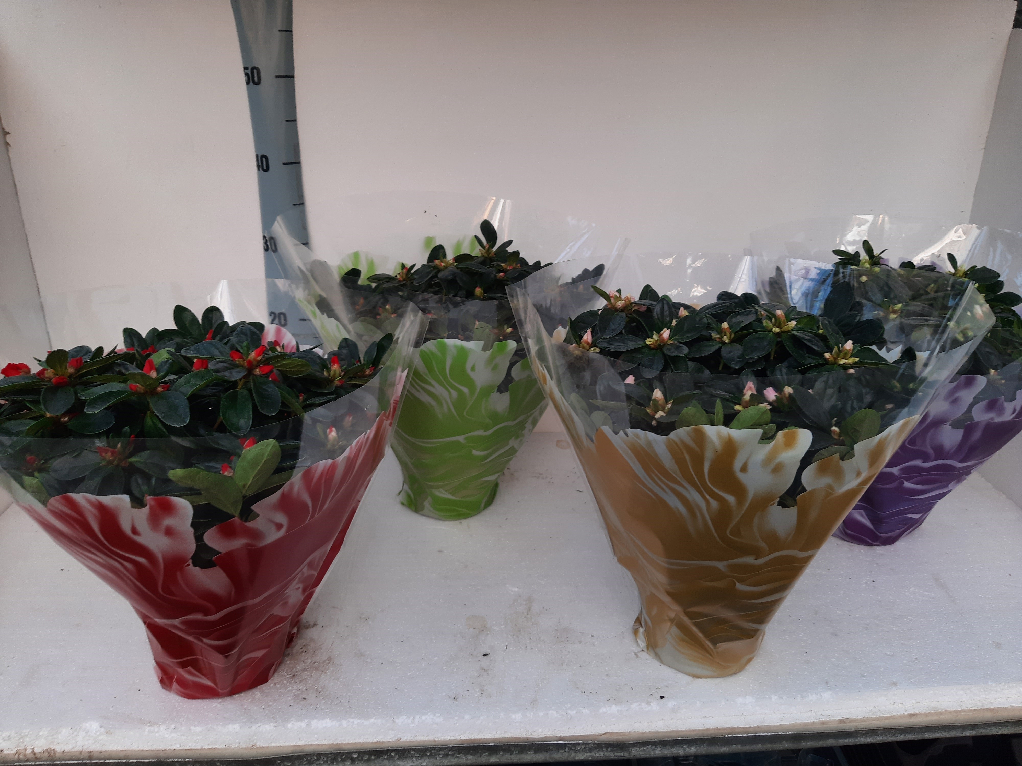 AZALEA INDICA 35 CM HOESFELINE, D 15