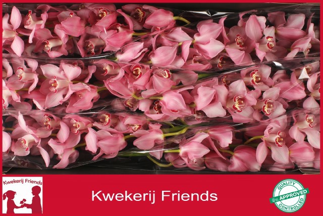 Цимбидиум Гейша Герл x6 80, шт.