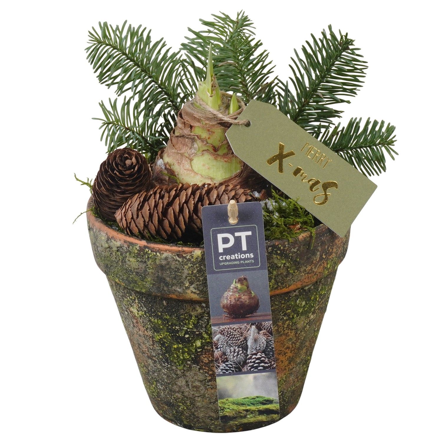 PTACH5853 Arrangement Amaryllis Christmas in terracotta pot, D 14 cm PTACH5853 Arrangement Amaryllis Christmas in terracotta pot, D 14 cm