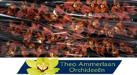 Цимбидиум Манон x6 80, шт.