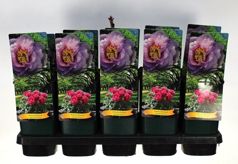 Paeonia Suffruticosa Ling Hua Zhan Lu P12- 1 tak, D 14