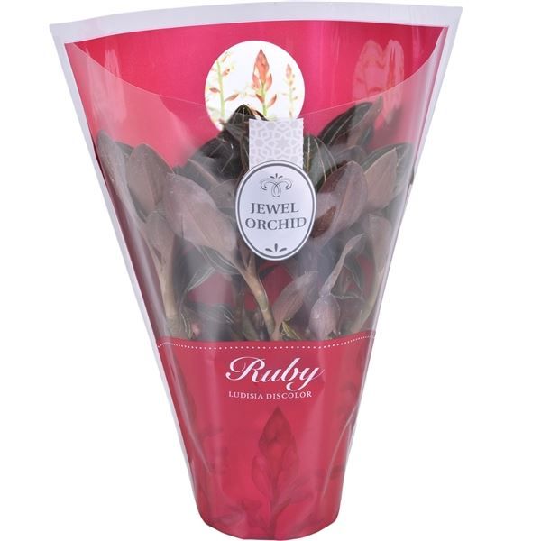 Ludisia Discolor p12 3T XL, D 12