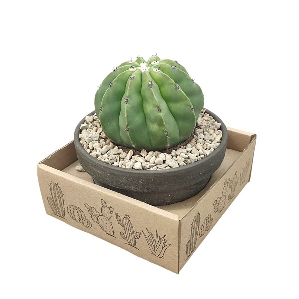MELOCACTUS MAXONII INERMIS - BASALT BOWL Ø 15 IN CARDBOARD BOX 15X15 CM (CACTUS), D 15