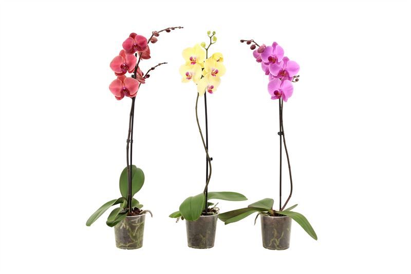 Phal mix 1T09+, D 12 cm