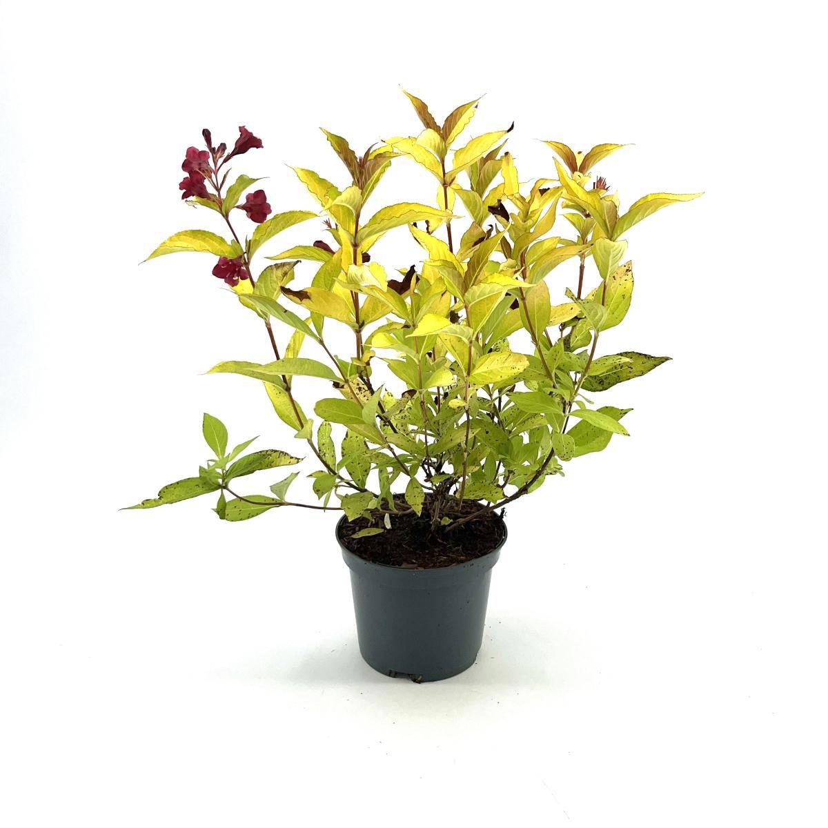 Weigela 'Rubidor', D 19