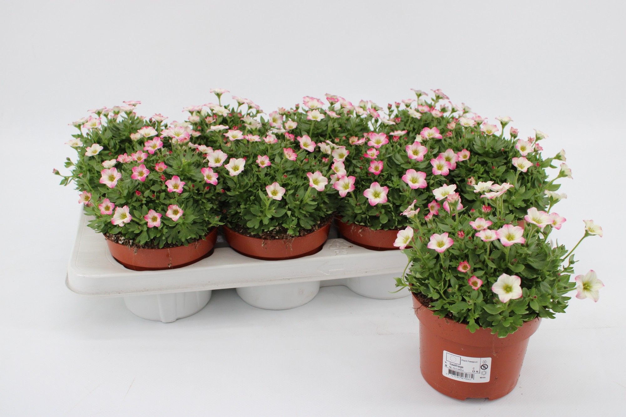 Saxifraga Alpino Early Picotee, D 13