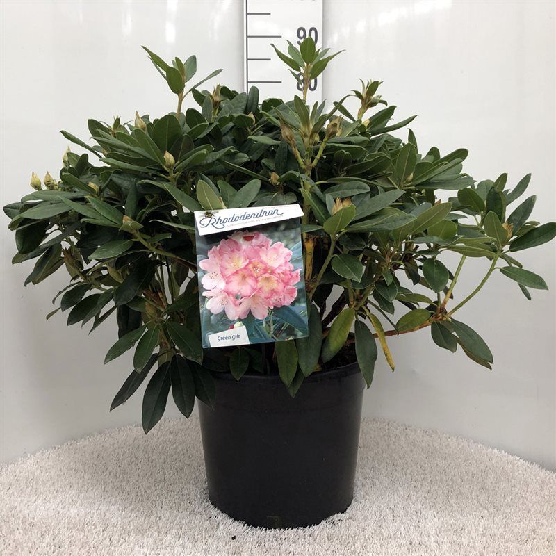 Rhodo. (Y) 'Percy Wiseman' salmon/pink, D 37 cm Rhodo. (Y) 'Percy Wiseman' salmon/pink, D 37 cm