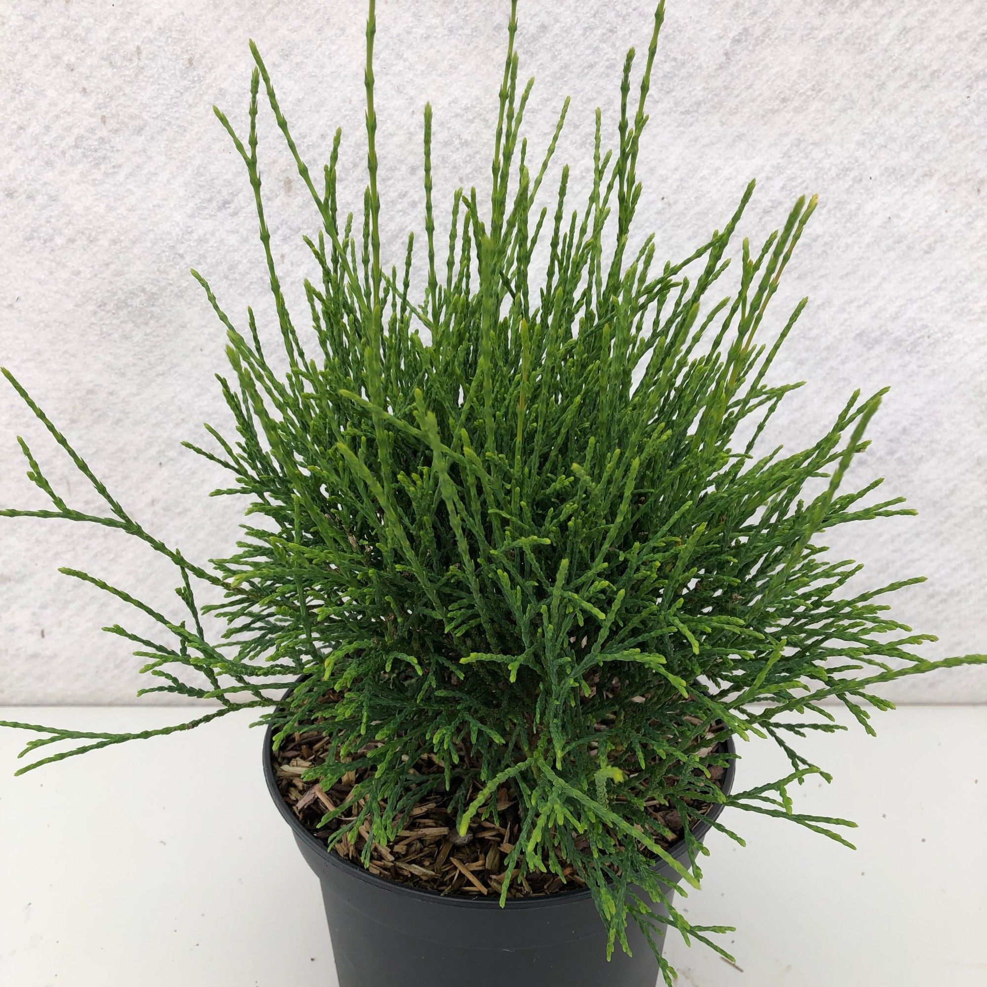 Thuja occidentalis 'Little Filly', D 19