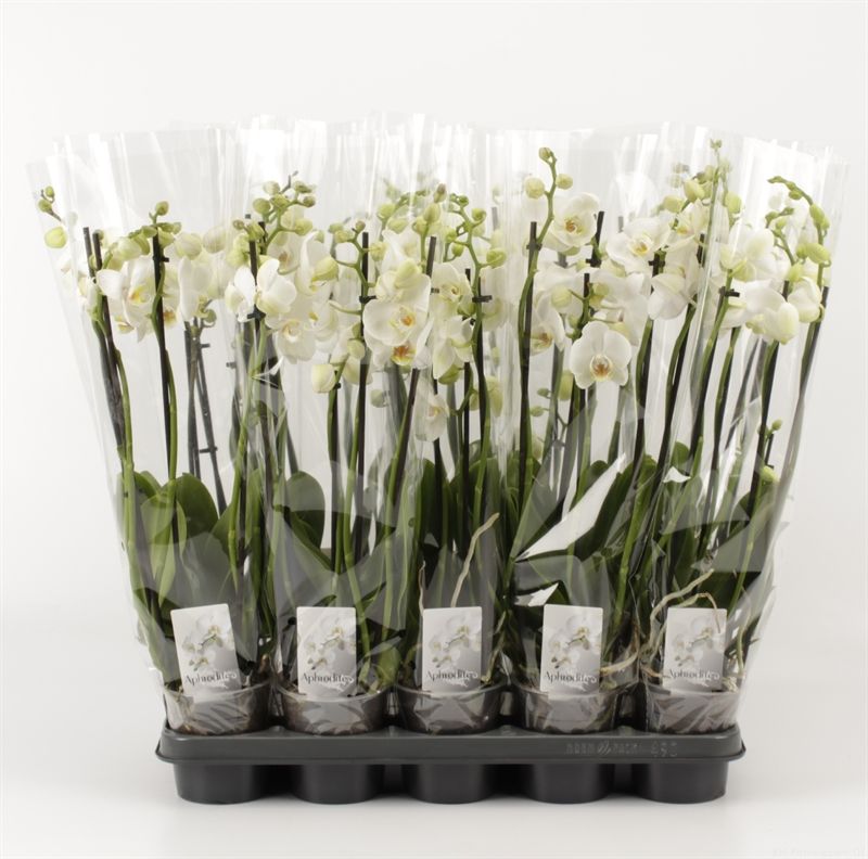 Phalaenopsis overig wit 5 Tak Wit, D 12