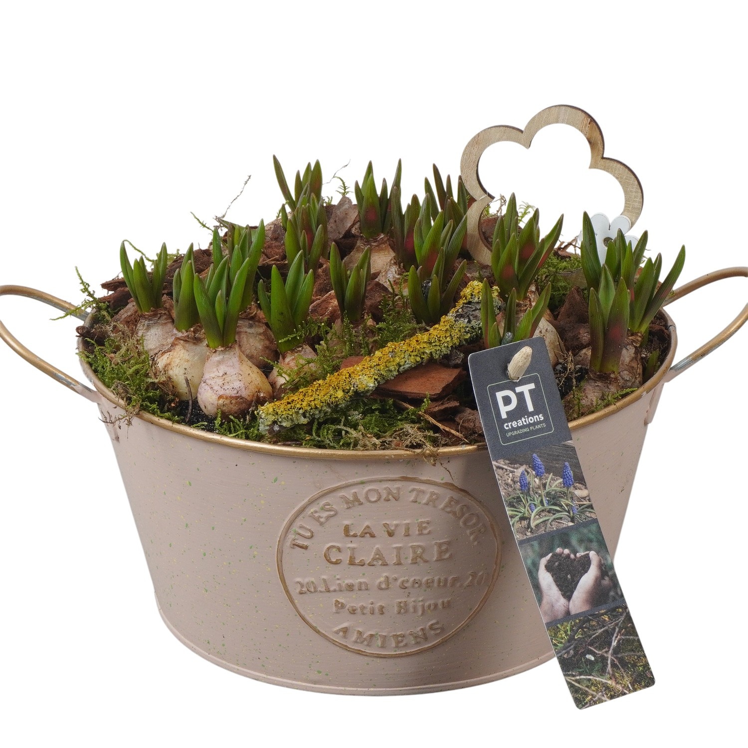 PTMB6140 Arrangement Muscari Blue in zink schaal, D 20