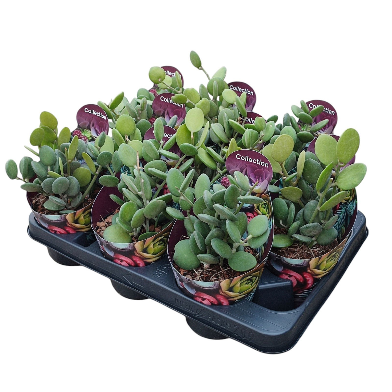 XEROSICYOS DANGUYI- POT Ø 10,5 COLLECTION WITH POTCOVER (SUCCULENTEN), D 10,5