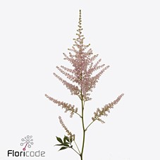 Астильба Аваланш 60, шт.