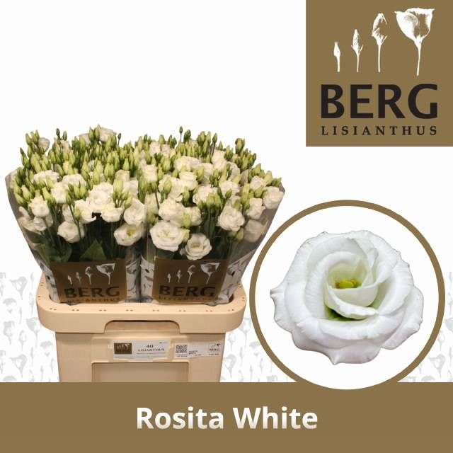 Эустома Розита Вайт 70 (бел.), шт.