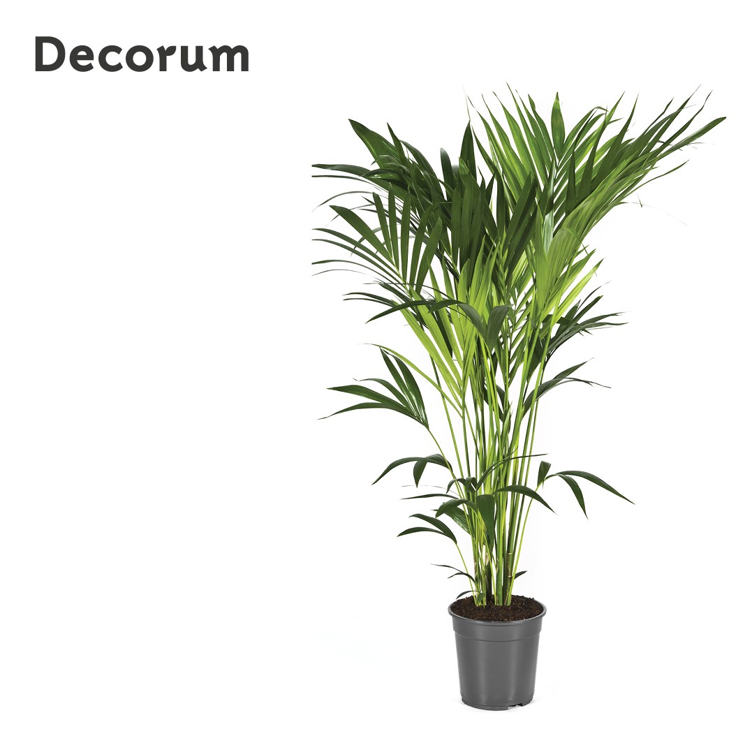 Howea forsteriana 140cm (Kentia) Decorum, D 24