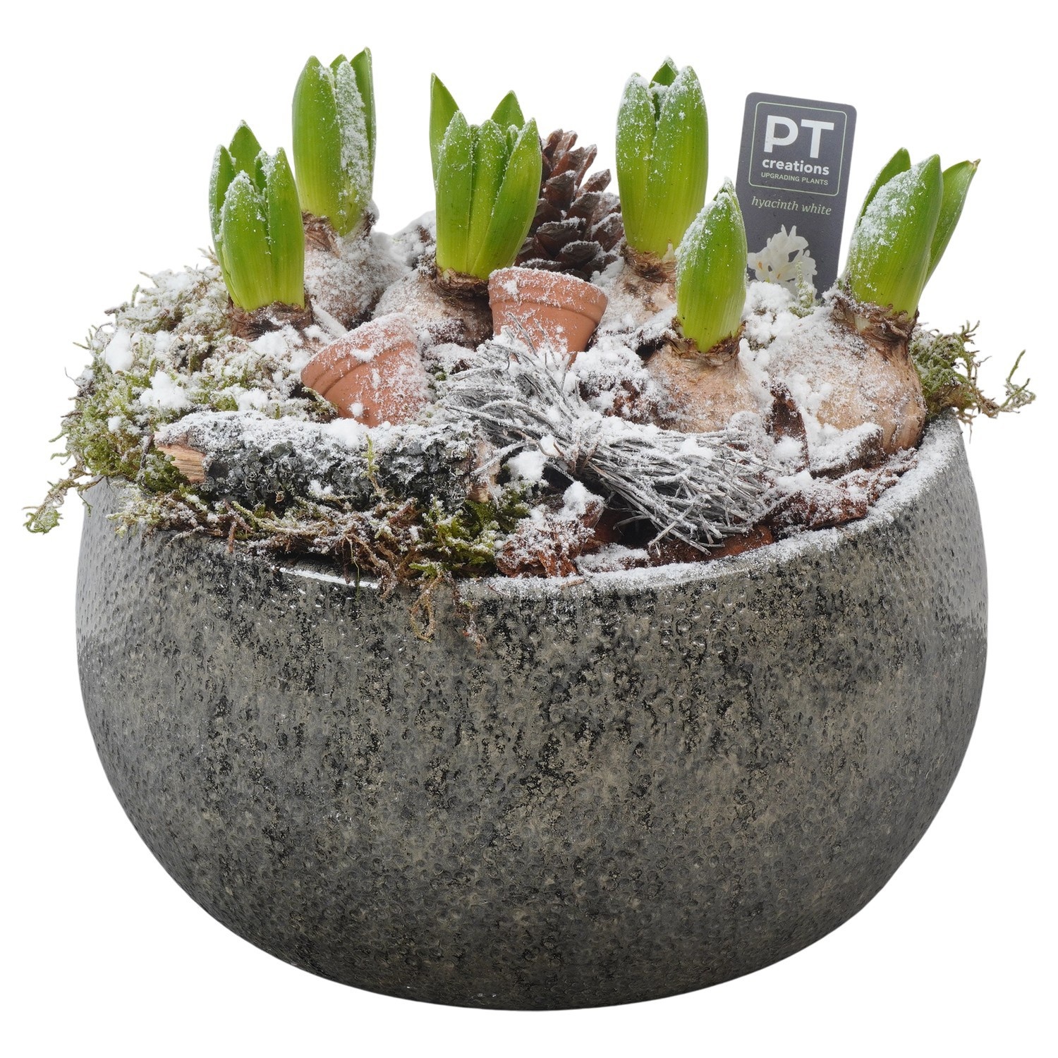 PTWH4072 Arrangement Winter Hyacint in keramiek schaal, D 26