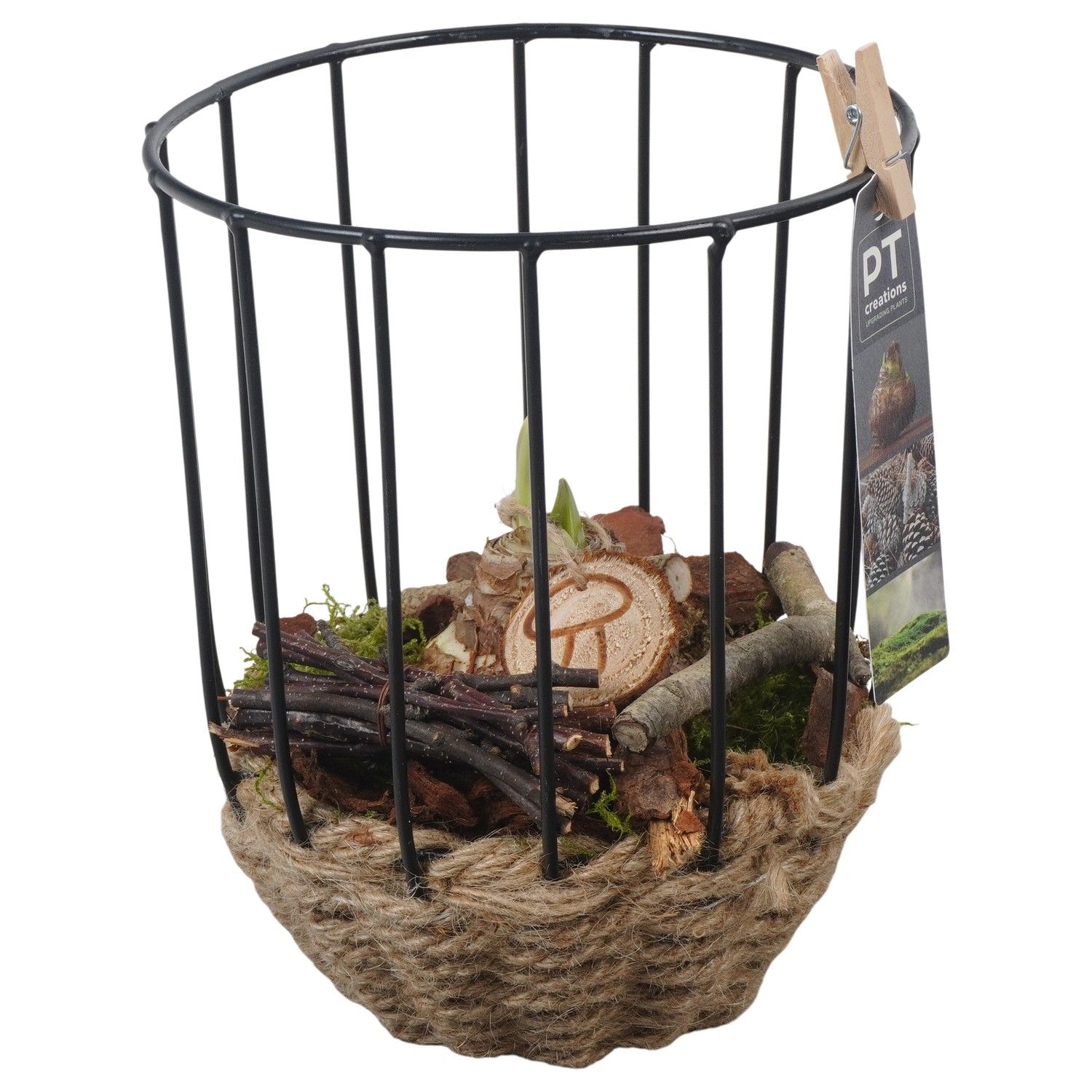 PTAA7558 Arrangement Amaryllis in touw mand met metaal, D 16 cm