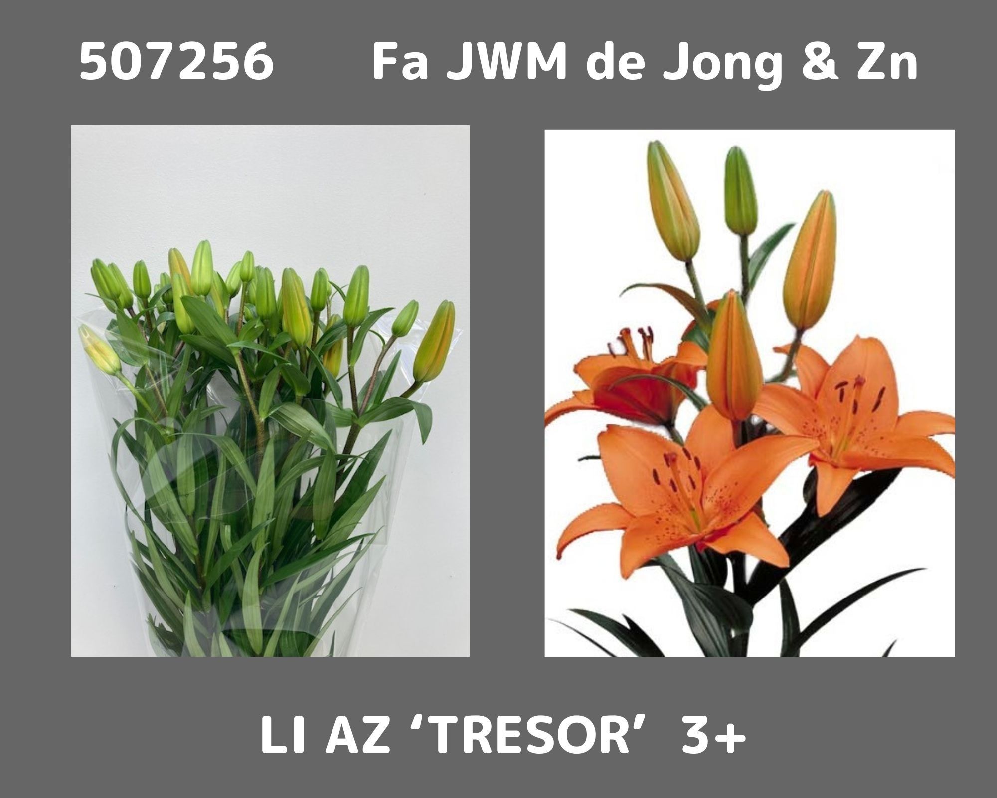 Лилия Трезор 80, шт.