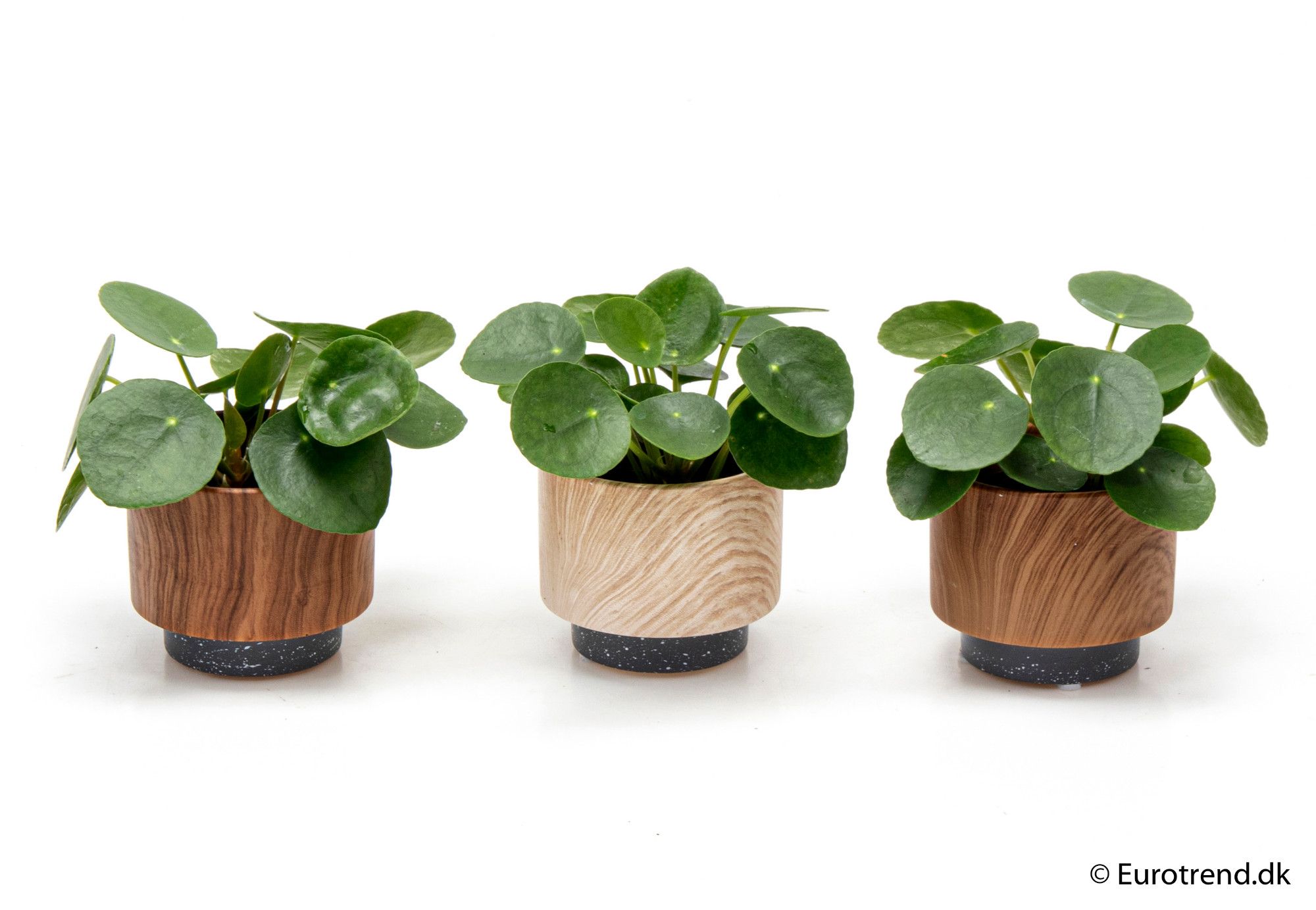Pilea Pepemioides in ceramic - New Look 2025, D 6