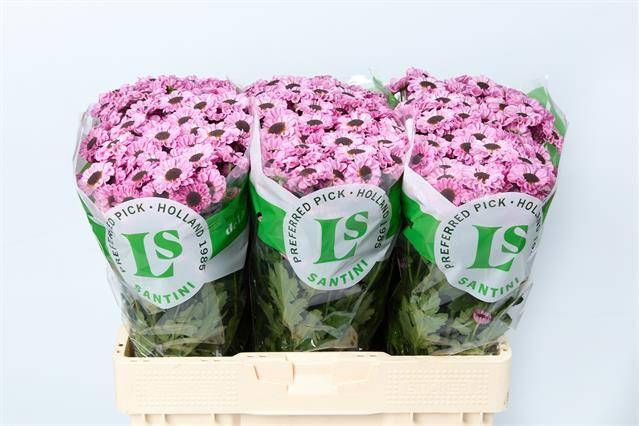 Сантини Патрис Пинк, шт. Сантини Патрис Пинк, шт.