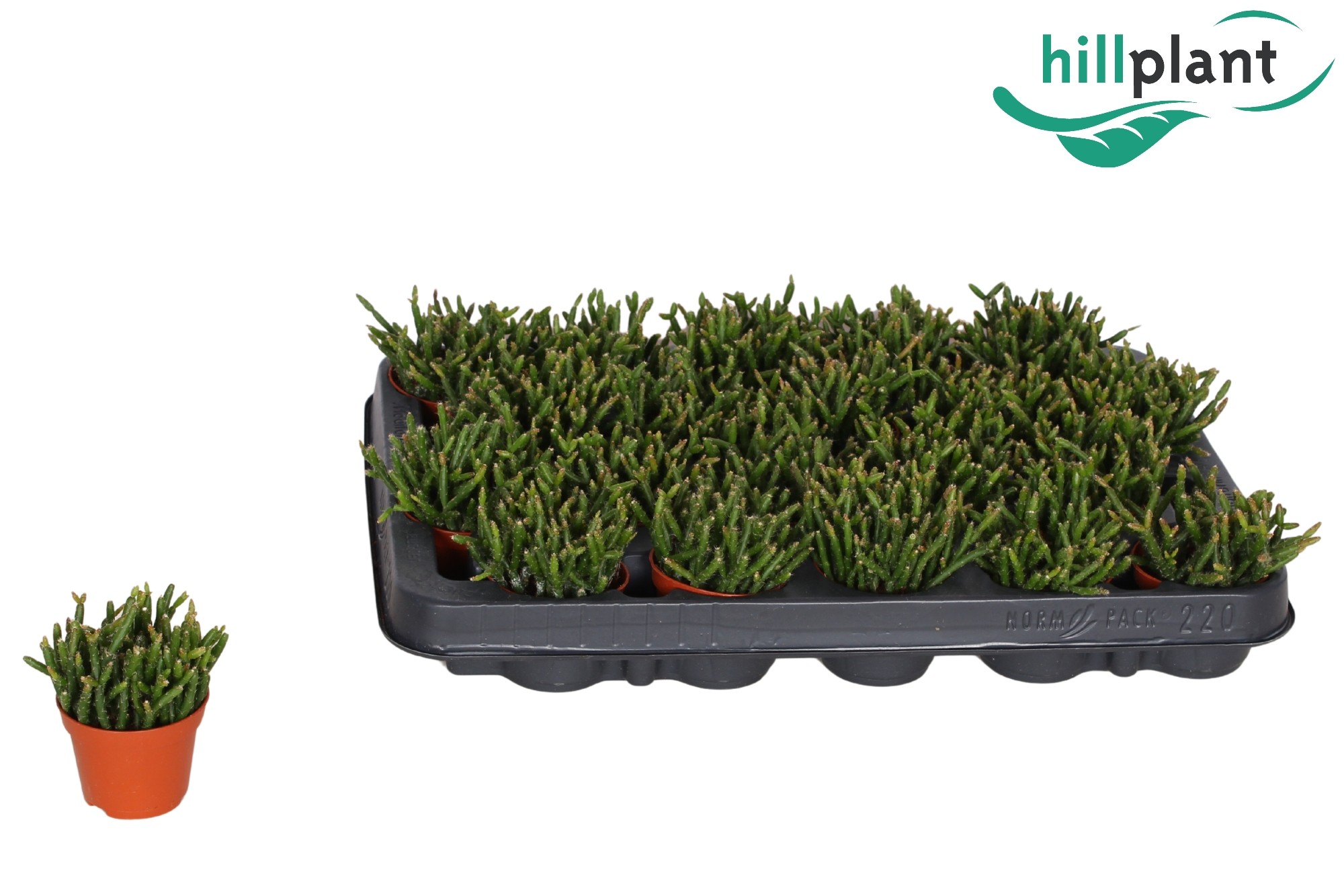 Rhipsalis Burchellii 6 cm, D 6