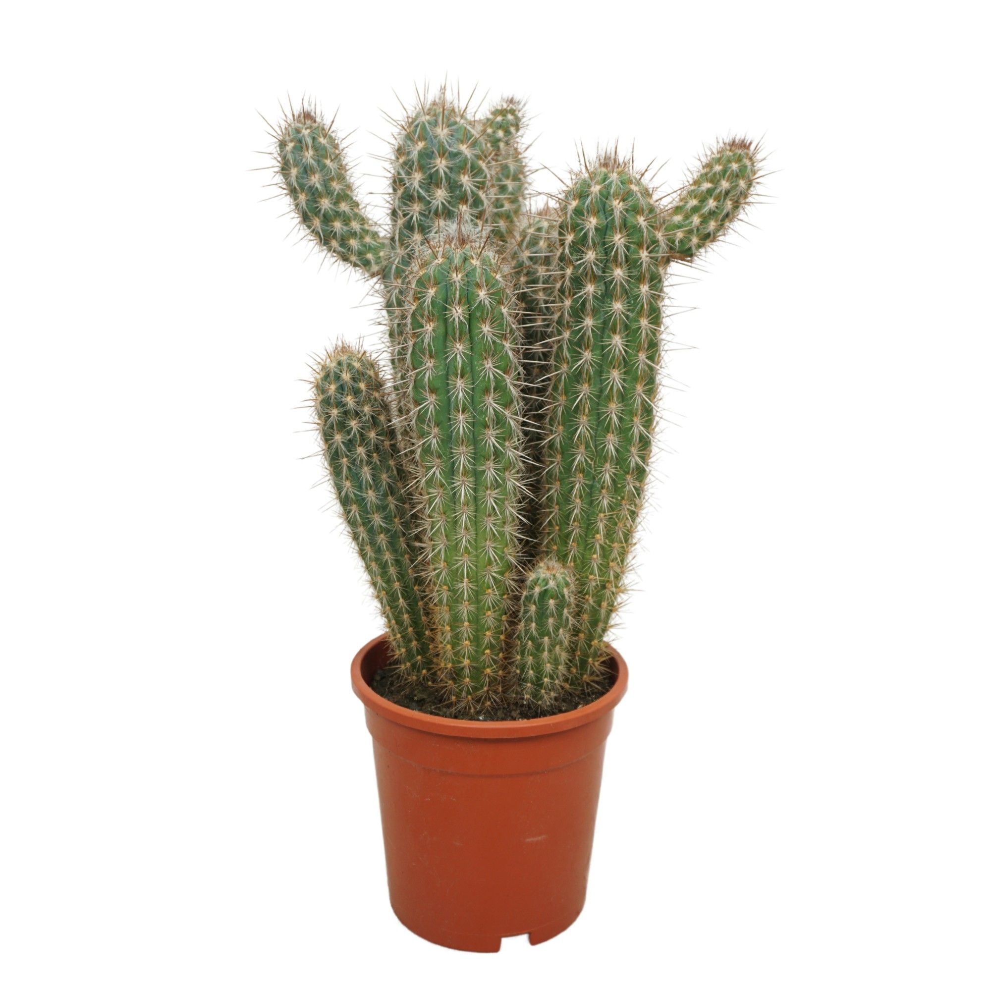 Pilosocereus gounellei 17 cm, D 17 cm Pilosocereus gounellei 17 cm, D 17 cm