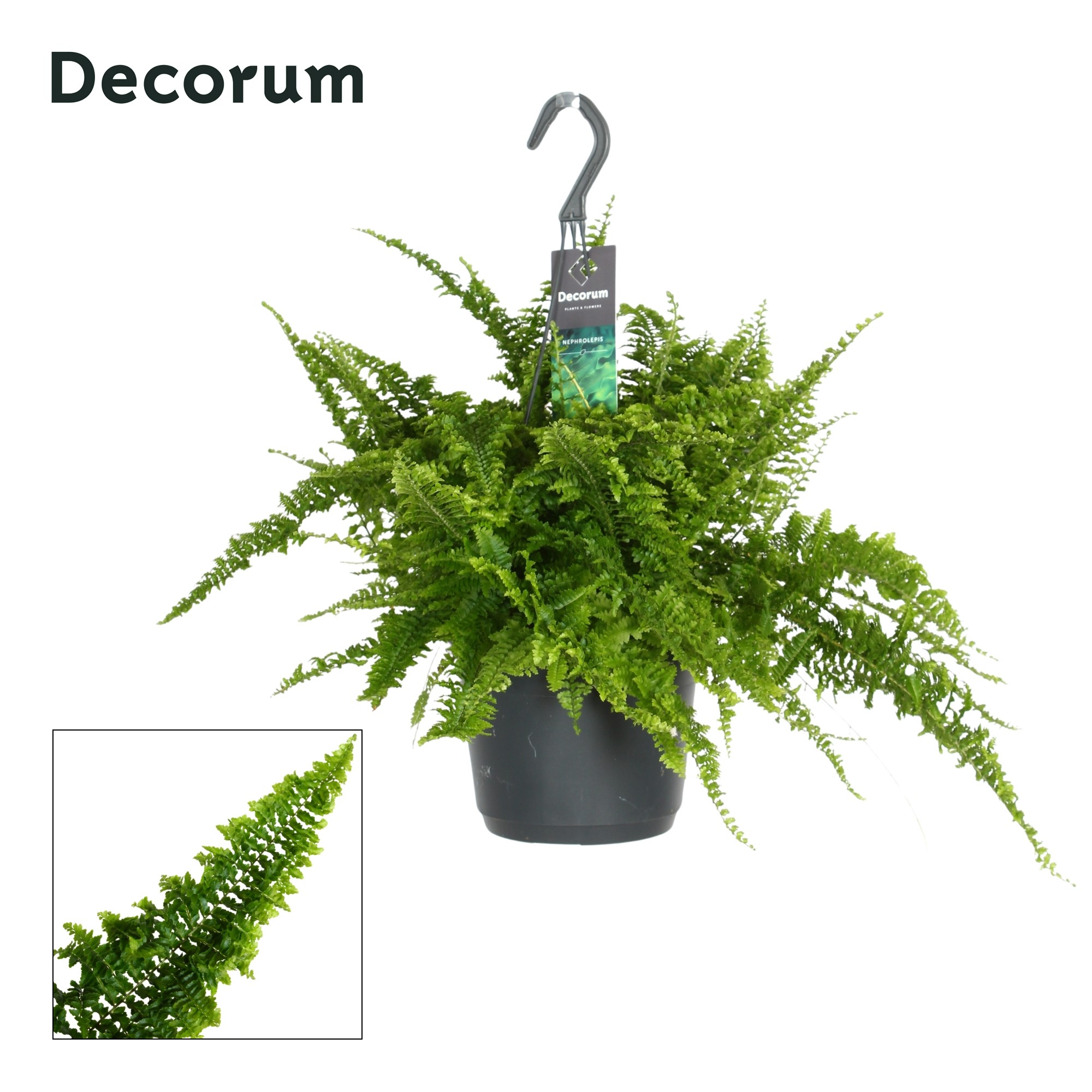 Nephrolepis exaltata 'Fluffy Ruffles', D 17