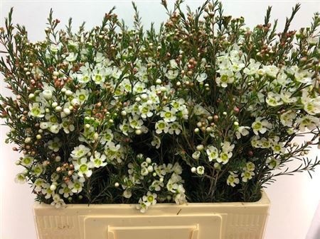 Шамелациум Сириус 60, шт.