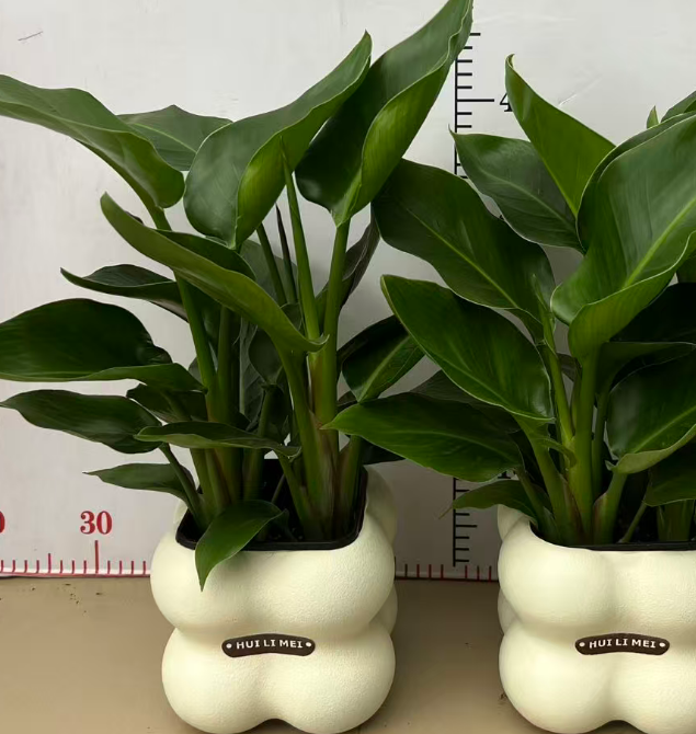 Стрелитзиа Николаи фаур-сидед Клауд Берд оф Парадисе 14 35