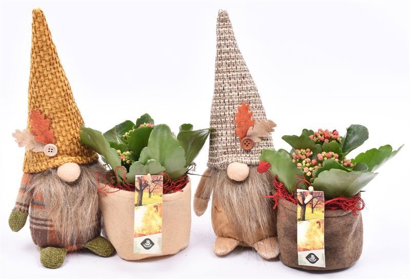 Gnoom herfst mix 20x10cm, D 20