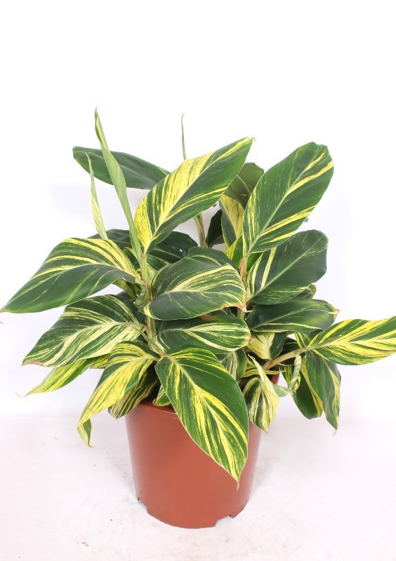 Alpinia zerumbet 'Variegata', D 27 cm Alpinia zerumbet 'Variegata', D 27 cm