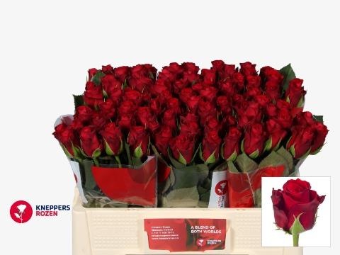Роза од. Рэд Риббон 50, шт. Роза од. Рэд Риббон 50, шт.