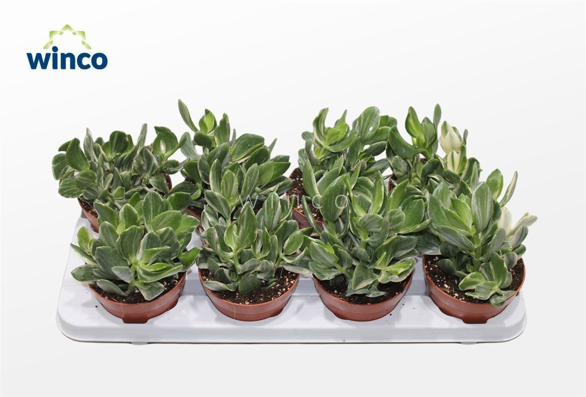 Crassula Ovata Variegata, D 12 cm