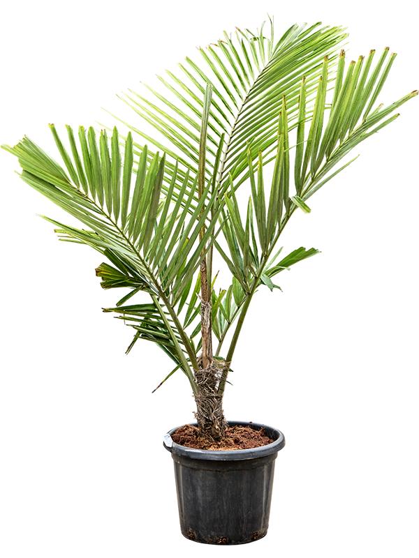 Arenga engleri (160-200), D 40