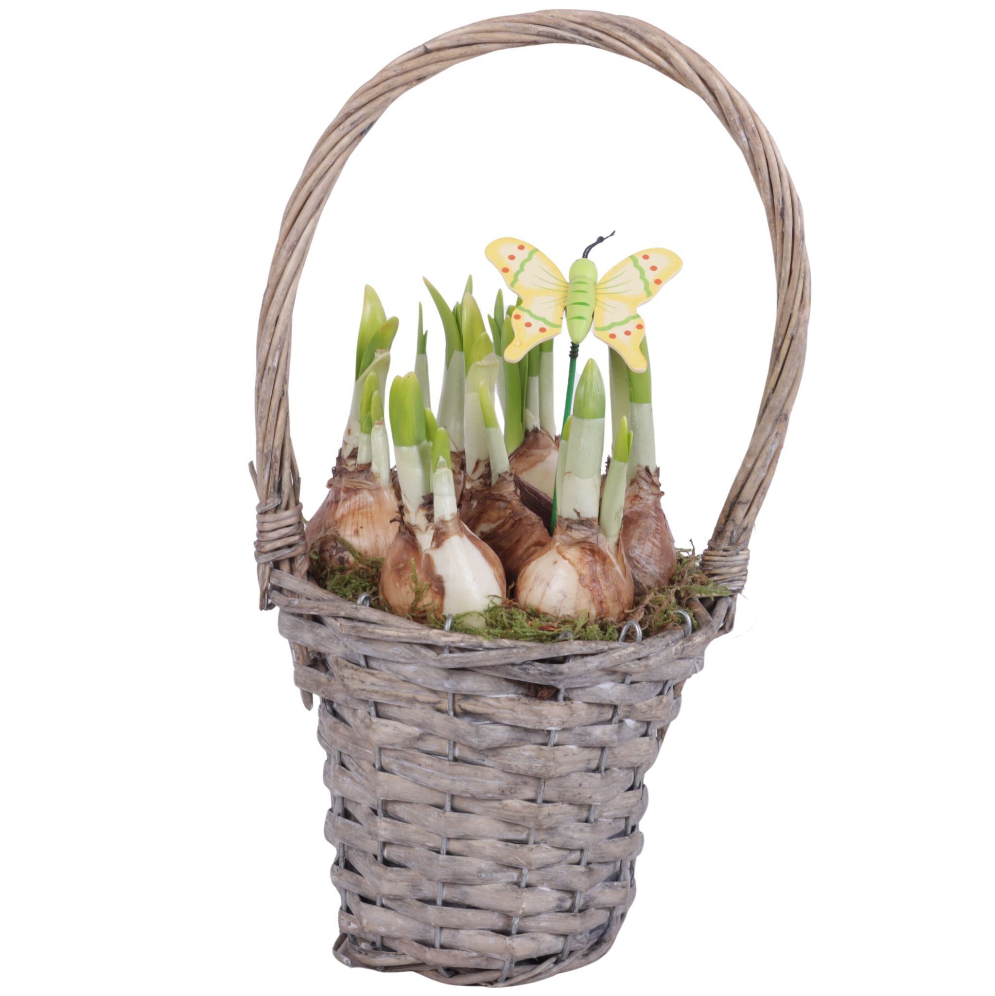 Bulbs Arr. Narcis Willow Handle Basket Grey Ø15cm, D 15
