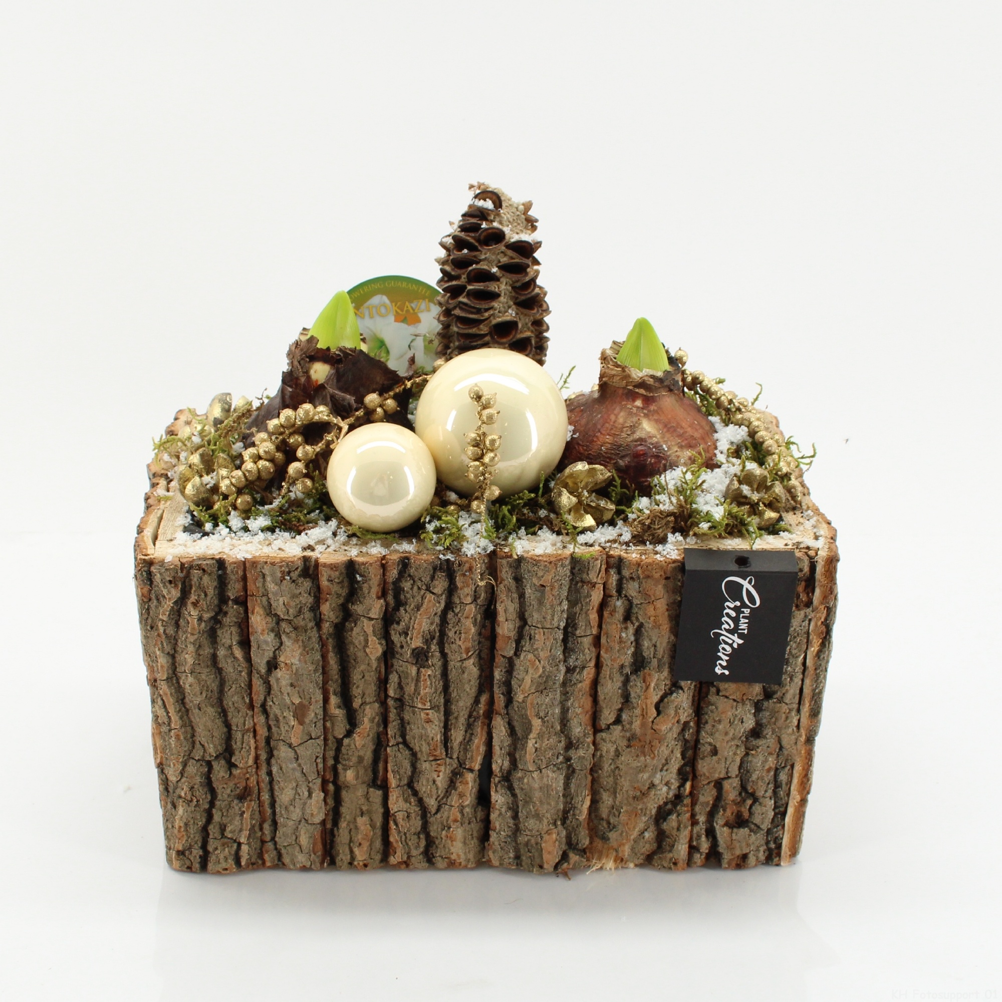 HICR-2529W Kerst Amaryllis, D 26 cm