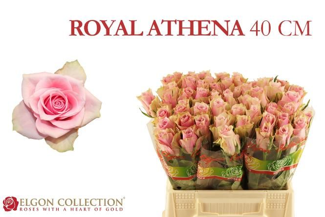Роза од. Атена Роял 35, шт. Роза од. Атена Роял 35, шт.