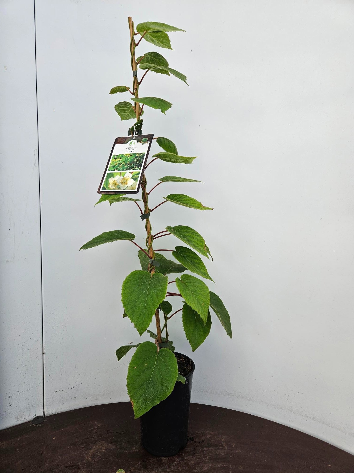 Actinidia d Atlas 80/100C2, D 13 cm