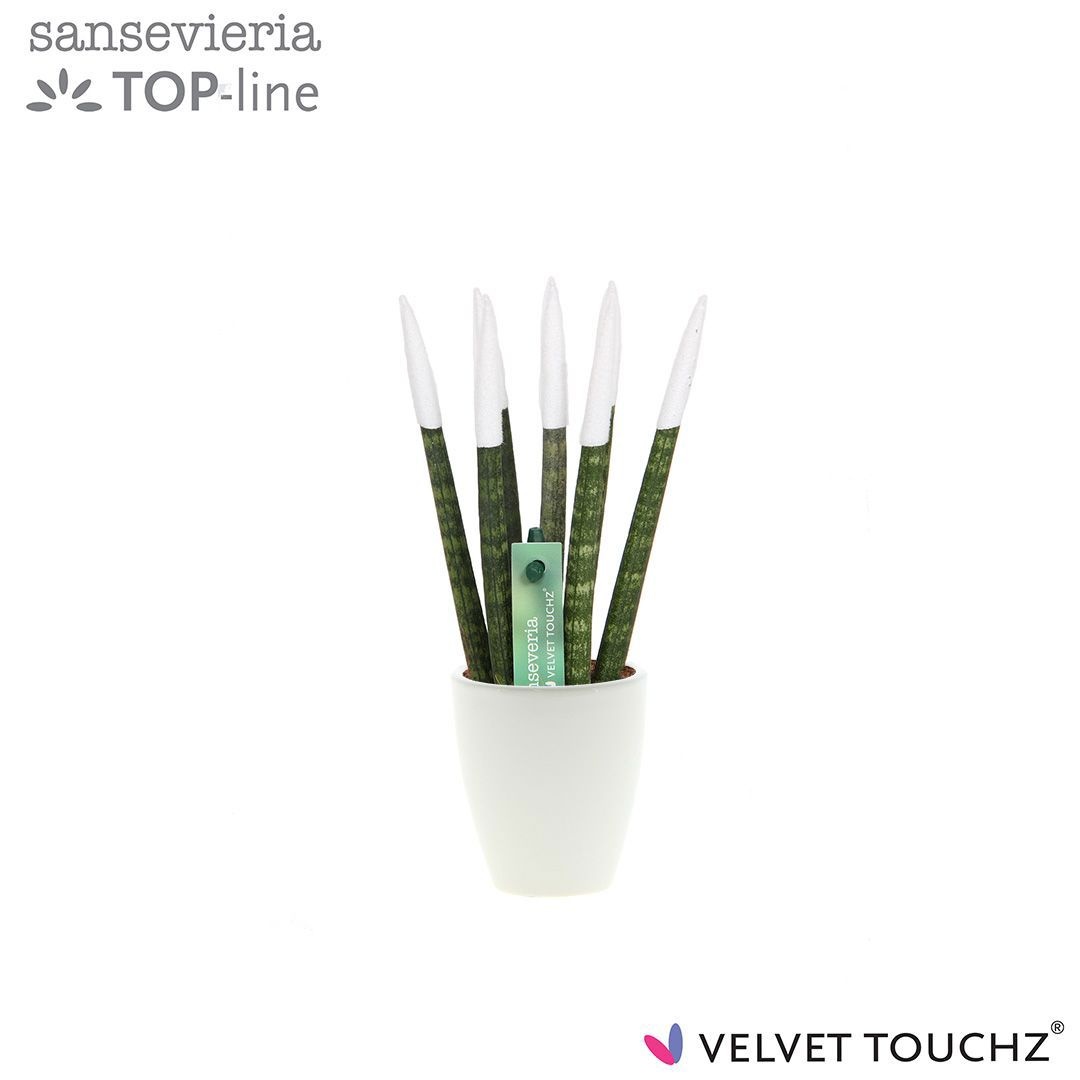 Sansevieria VELVET TOUCHZ® wit in keramiek Osaka, D 6