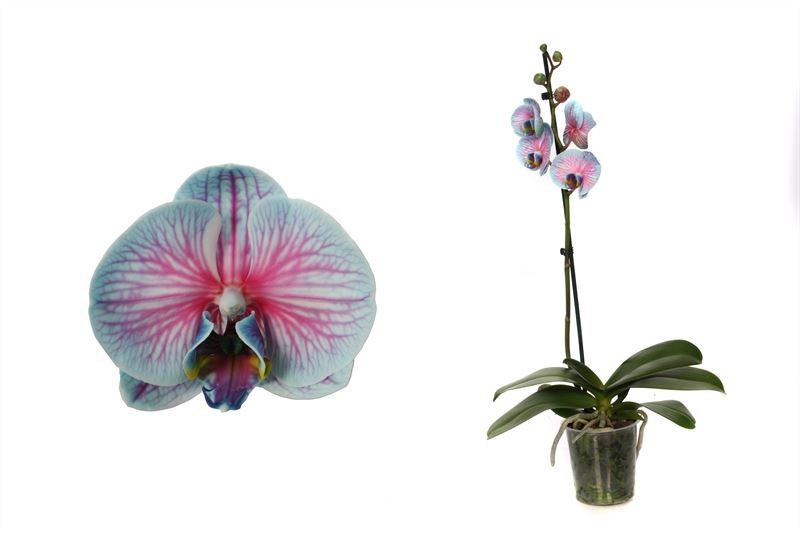 Phal I am Bubblegum 1T06+, D 12 cm