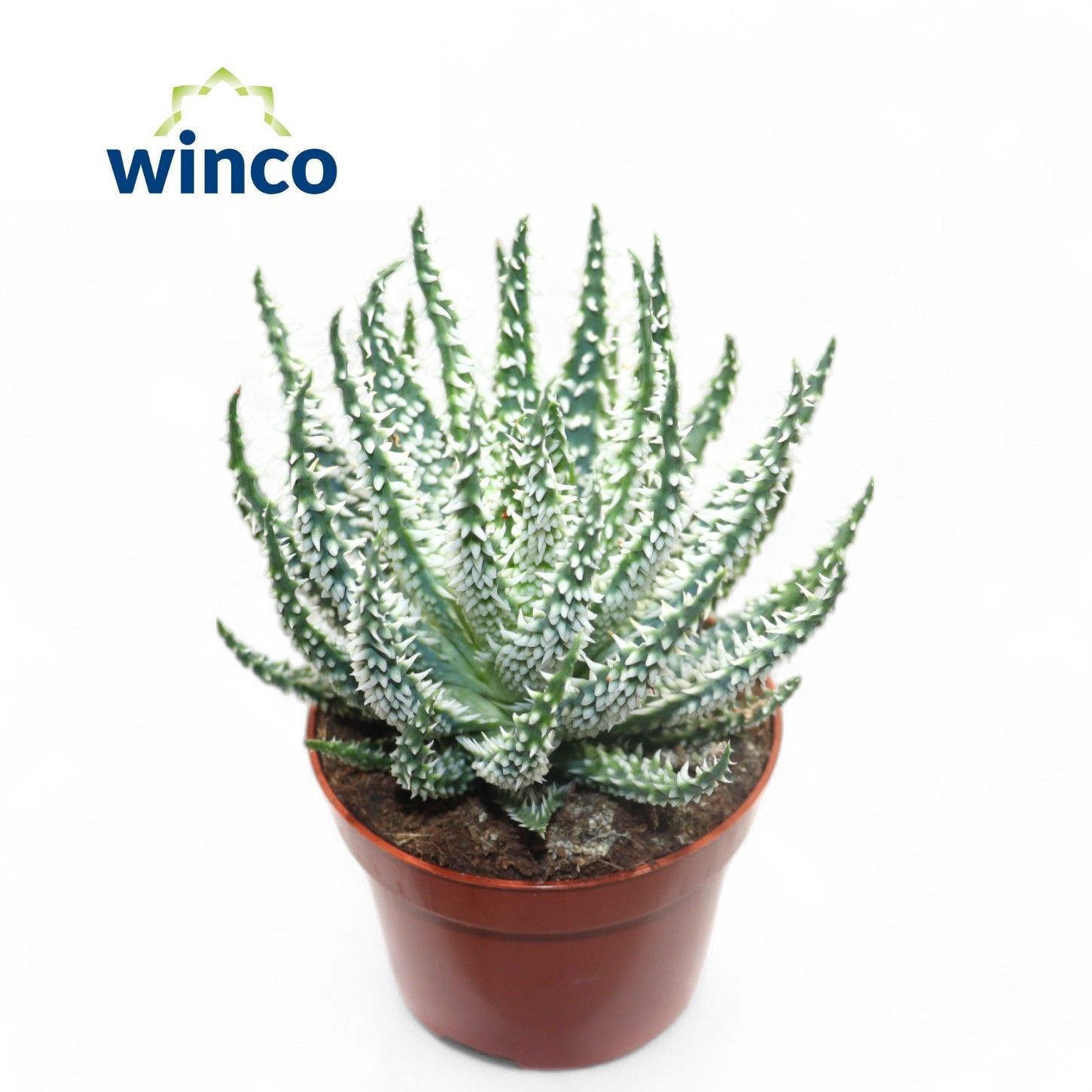 Aloe Humilis, D 10,5 cm Aloe Humilis, D 10,5 cm