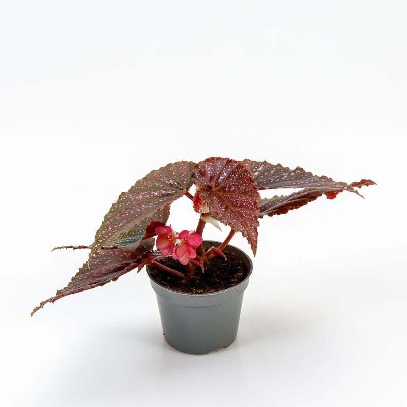 BEGONIA MACULATA 'PINK SPOT', D 6 cm