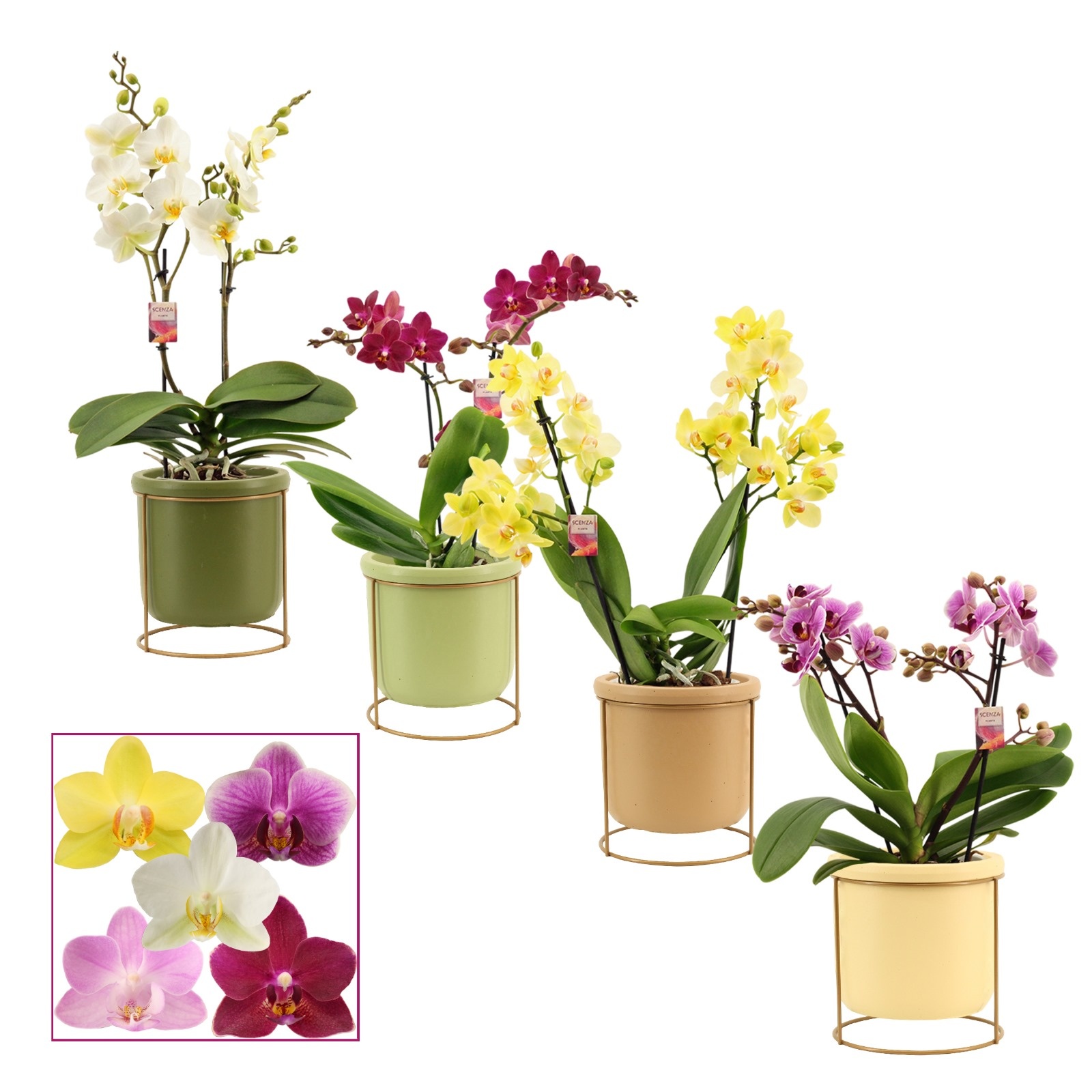 Phalaenopsis multiflora 2 tak mix in Lynn (Silent moods-collecti, D 12 cm