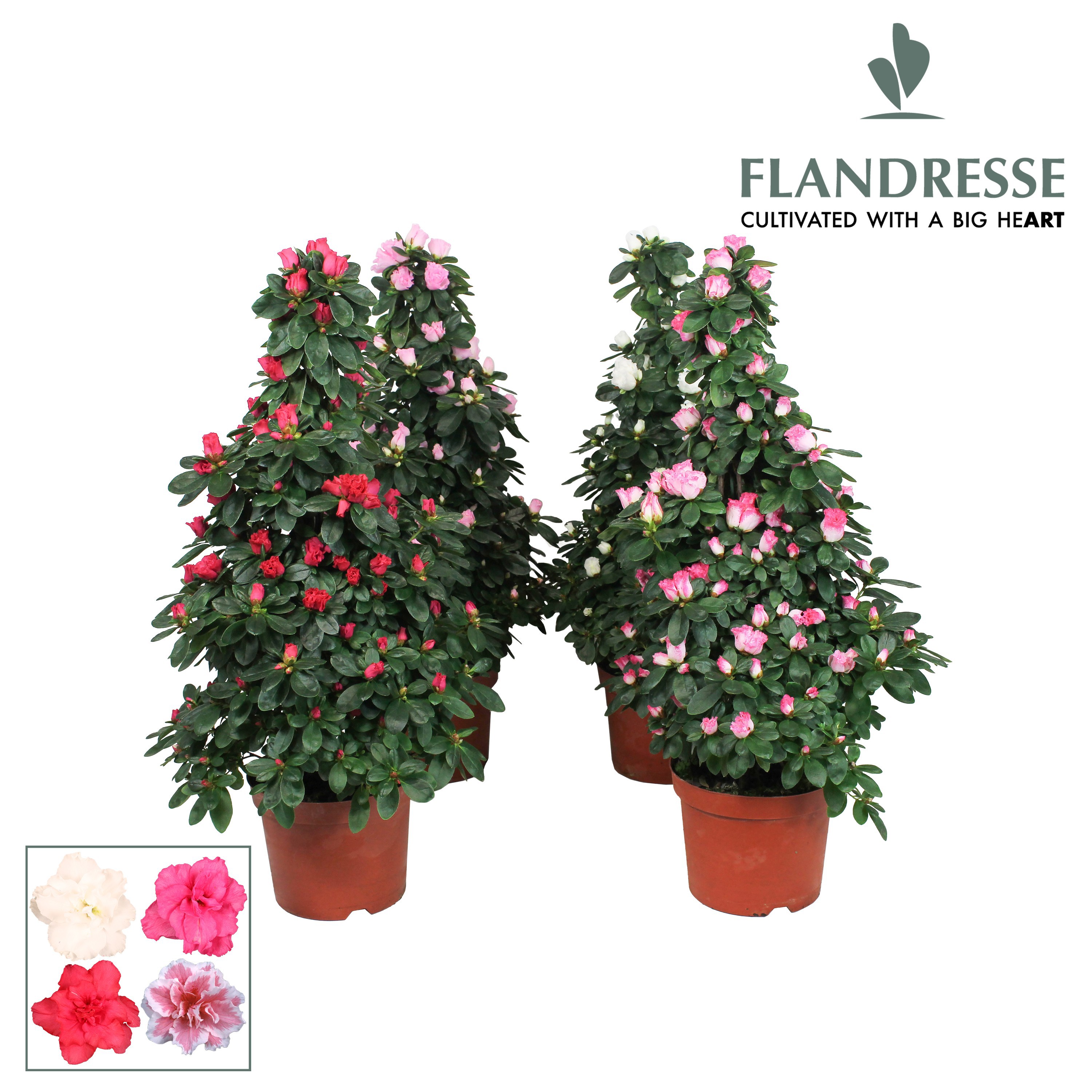 Azalea Flandresse® piramide 'gemengd' 65 cm, D 17