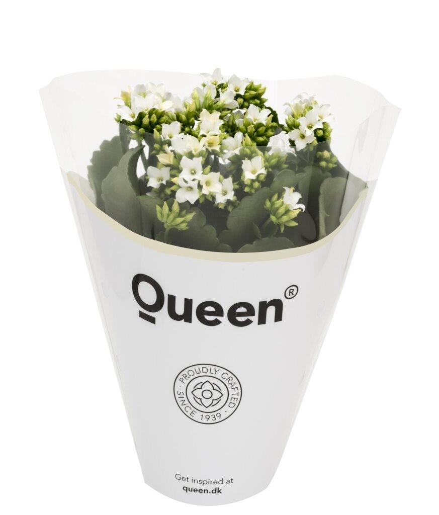 Queen® Originals White (CL), D 10,5