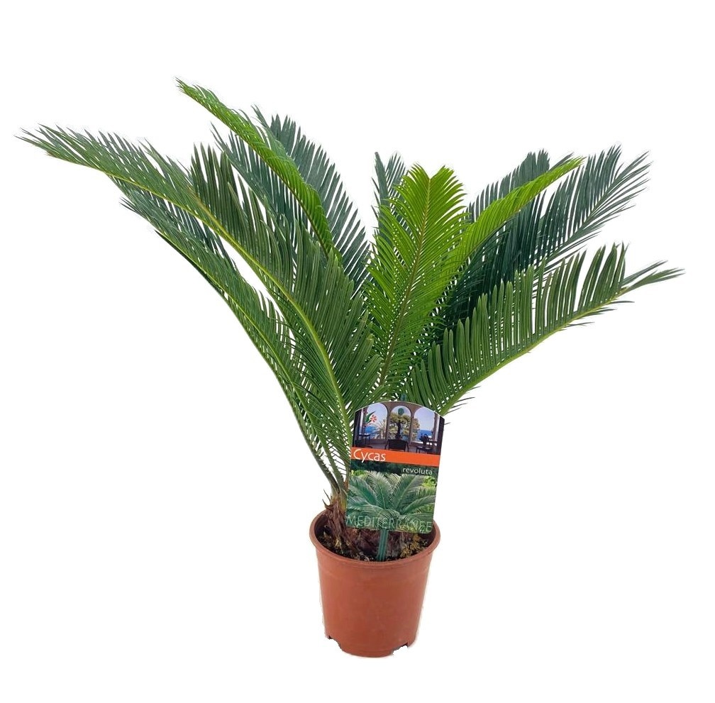 Cycas revoluta, D 15