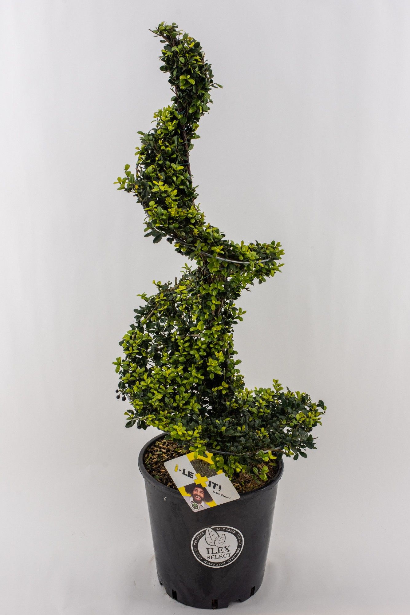 Ilex crenata Dark Green, P30, Spiraal 90-100cm, met Metal Frame, D 26