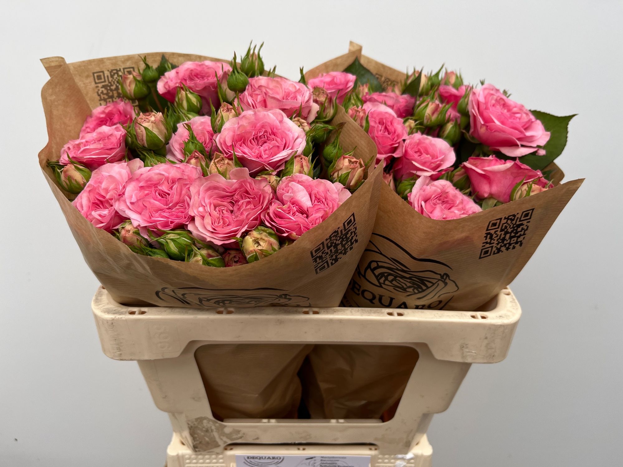 Роза куст. Мариатереза 50, шт.