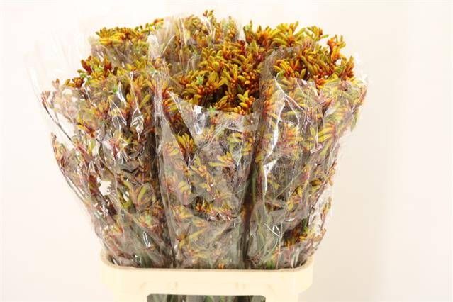 Анигозантус Голд Фивер 90, шт.