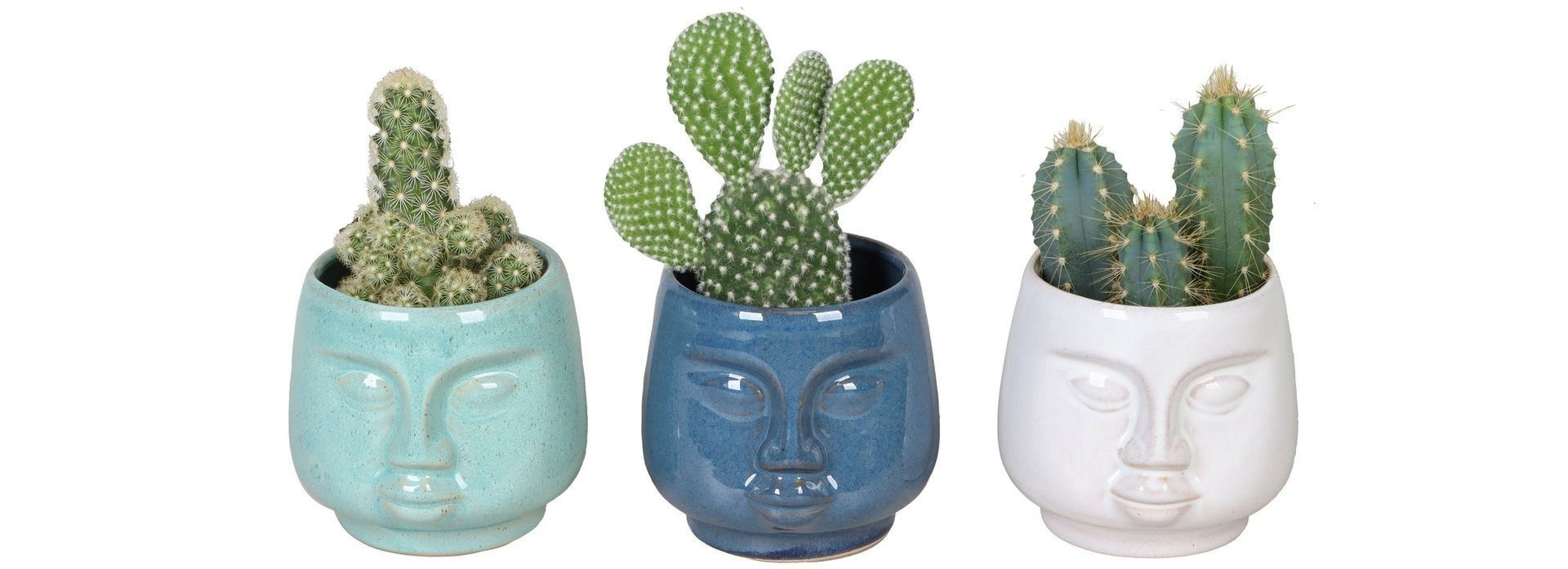 L 65578 with Cactus mix, D 6